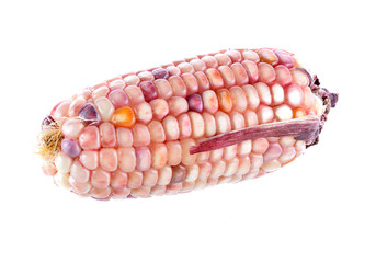 purple corn on white background