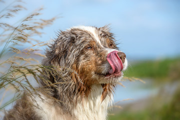 Portrait von einem hübschen nassen Hund am Wasser umgeben von Gräsern, der sich über die Nase...