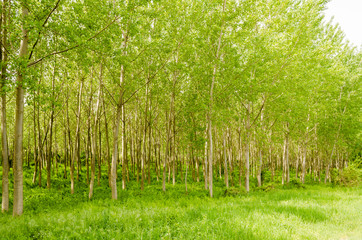 Forest in spring