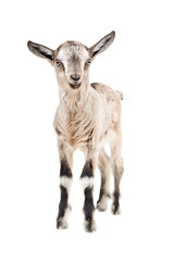 Portrait of a young  goatling