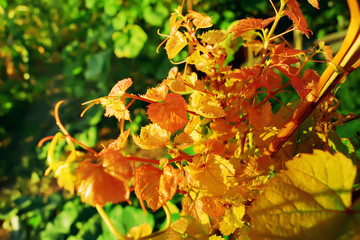 Vine Leaves