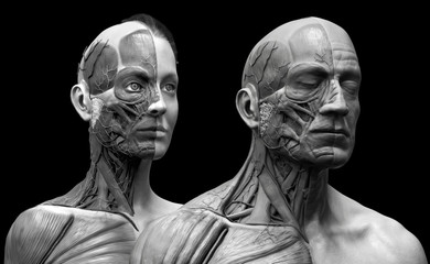 Human anatomy background , male and female , muscle anatomy of the face neck chest and shoulder ,realistic 3D rendering in black and white