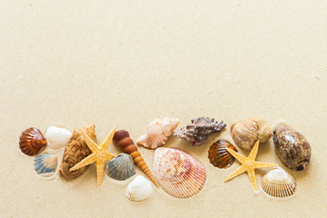 Fototapeta na wymiar Seashells on the beach sand