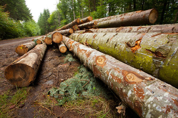 bois tronc coupe débardage bille sapin gestion forestière for © shocky