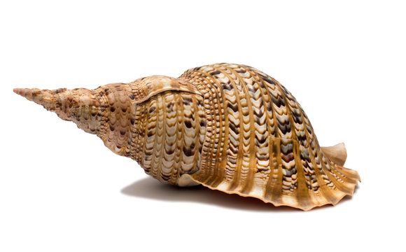 sea shell isolate on a white background