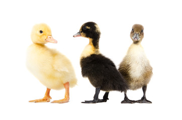 Three duckling standing together