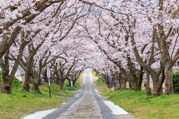 桜のアーチ