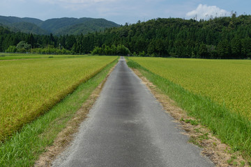Fototapeta na wymiar 田んぼに伸びる農道の様子