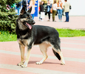 German shepherd black and white looks.   The German shepherd is in the city park.