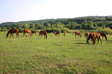 Idyllic scenery with thoroughbred anglo-arabian grazing horses