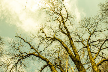 Branches against the sky Abstraction colors