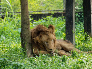 Lion lying and licking his paw
