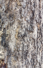 Close up tree bark texture background