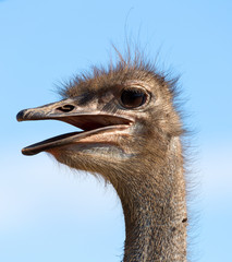 baby ostrich
