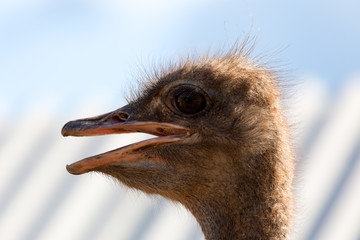 baby ostrich