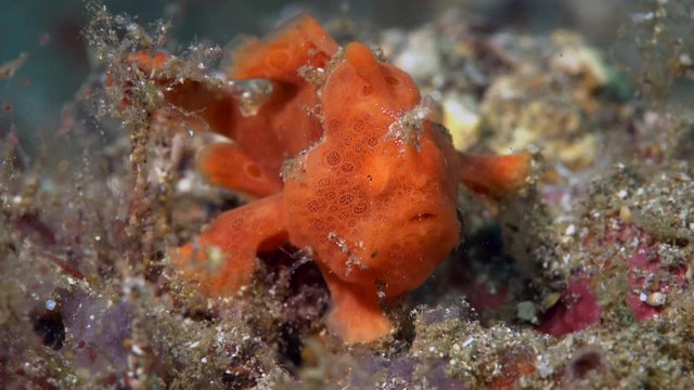 Painted frogfish (Antennarius pictus) waving its lure 