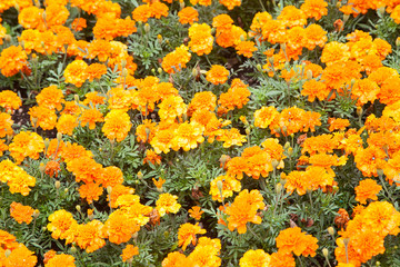 closeup of yellow decorative flowers in garden