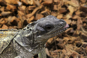 l&eacute;zard 17082016