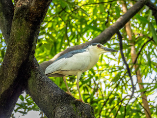 Black-crowned Night Heron (Nycticorax nycticorax)
