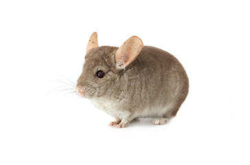 chinchilla