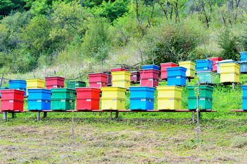 Obraz premium Colorful beehives in nature to produce organic honey