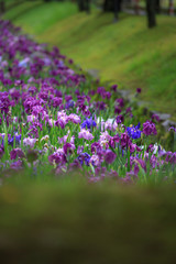 Fototapeta premium 花菖蒲