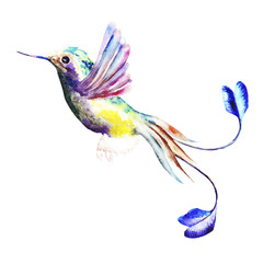 Obraz premium Hummingbird Isolated On White Background, Watercolor Art