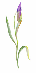 iris bud in the summer garden. watercolor art. pattern