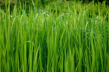 Long green grass background