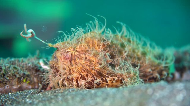 Hairy frogfish (Antennarius striatus) angling