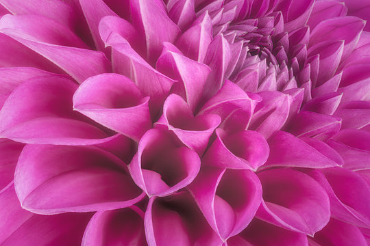 Fototapeta Purple flower petals, close up and macro of chrysanthemum, beautiful abstract background