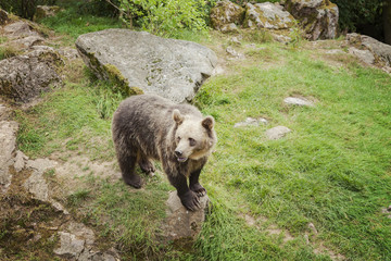 Brown bear in park