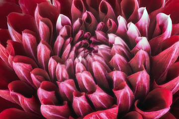 Dark red flower petals, close up and macro of chrysanthemum, beautiful abstract background