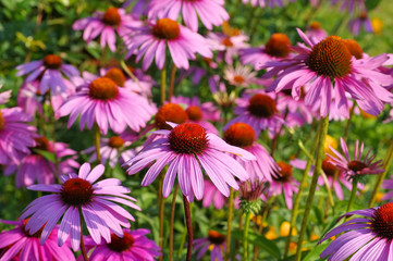 Purpur-Sonnenhut - Purple coneflower, nice pink summer flower