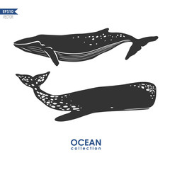 Obraz premium whales isolated on white