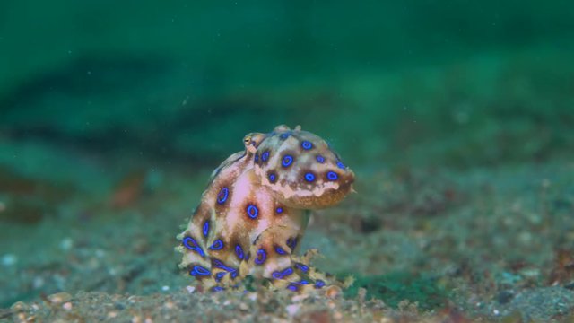 Blue-ringed octopus (Hapalochlaena) with eggs walking over sand