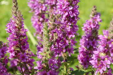 bright purple wild flowers and bees

