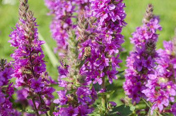 Fototapeta premium bright purple wild flowers and bees