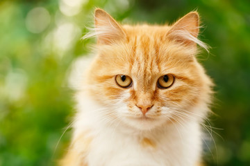 Naklejka na ściany i meble Portrait of ginger cat