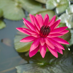 beautiful pinkwater lily