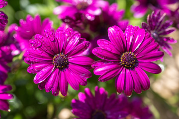 Obraz premium デイジーの花