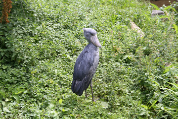 bec-en-sabot du Nil 17082016