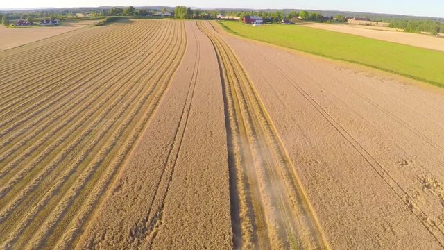Flying over combine harvester at organic grainfield on a farm