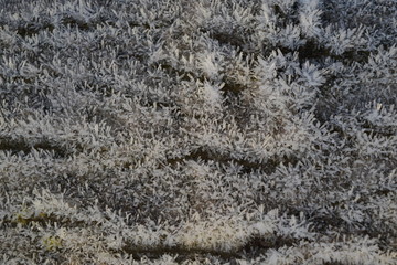 Hoarfrost on tree trunk surface