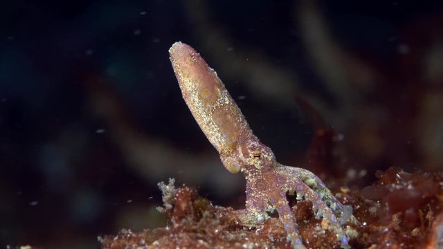 Blue-ringed octopus (Hapalochlaena) resting and changing color