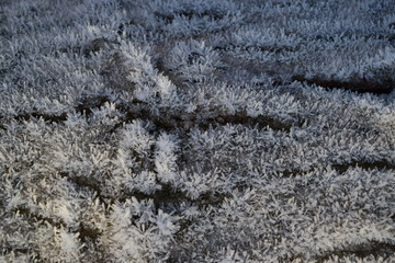 Hoarfrost on tree trunk surface