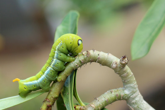Image of green caterpillar on branch