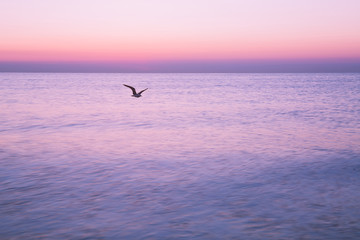 Fototapeta na wymiar Flying Seagull at sunrise on sea on the background of a peaceful sea and rising sun.