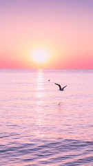 Fototapeta na wymiar Flying Seagull at sunrise on sea on the background of a peaceful sea and rising sun.