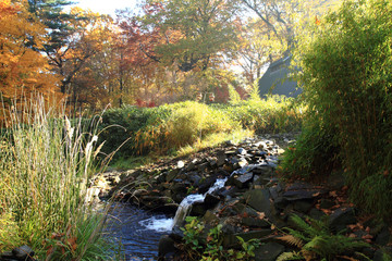 small autumn brooklet